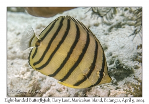 Eight-banded Butterflyfish