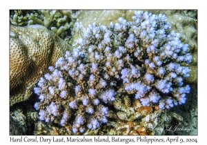 Hard Coral