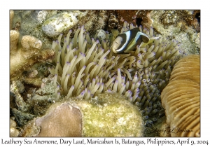 Leathery Sea Anemone