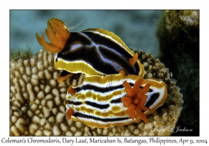 Coleman's Chromodoris