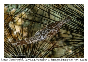 Robust Ghost Pipefish
