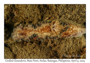 1154#0162 Glossodoris cincta - Girdled Glossodoris, Mato Pt, Anilao, Batangas, Philippines, April 9, 2004