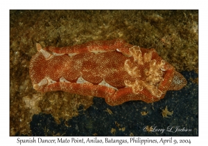 1154#0164 Hexabranchus sanguineus - Spanish Dancer, Mato Pt, Anilao, Batangas, Philippines, April 9, 2004