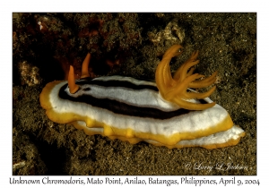 1154#0171 Chromodoris sp - Unknown Chromodoris, Mato Pt, Anilao, Batangas, Philippines, April 9, 2004
