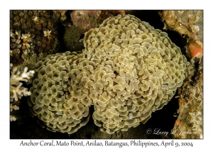 1154#0173 Euphyllia ancora - Anchor Coral, Mato Pt, Anilao, Batangas, Philippines, April 9, 2004