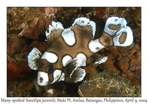 1154#0176 Plectorhinchus chaetodonoides - Many-spotted Sweetlips lg juv, Mato Pt, Anilao, Batangas, Philippines, April 9, 2004