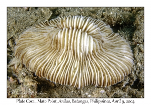 1154#0192 Cycloseris somervillei - Plate Coral, Mato Pt, Anilao, Batangas, Philippines, April 9, 2004