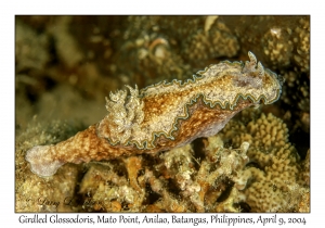 1154#0200 Glossodoris cincta - Girdled Glossodoris, Mato Pt, Anilao, Batangas, Philippines, April 9, 2004