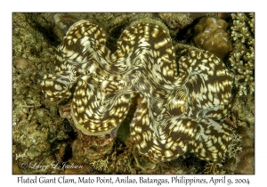 1154#0215 Tridacna squamosa - Fluted Giant Clam, Mato Pt, Anilao, Batangas, Philippines, April 9, 2004