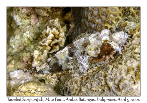 1154#0217 Scorpaenopsis oxycephala - Tasseled Scorpionfish, Mato Pt, Anilao, Batangas, Philippines, April 9, 2004