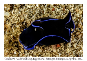 1155#0011 Philinopsis gardineri - Gardiner's Headshield Slug, Ligpo Sand, Batangas, Philippines, April 10, 2004