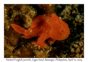 1155#0018 Antennarius pictus - Painted Frogfish juv, Ligpo Sand, Batangas, Philippines, April 10, 2004