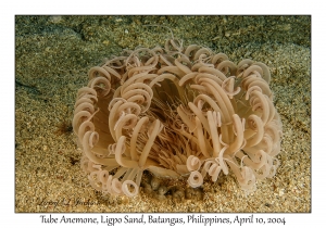 1155#0022 Cerianthus sp - Tube Anemone, Ligpo Sand, Batangas, Philippines, April 10, 2004