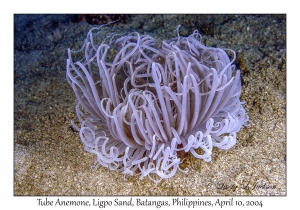 1155#0024 Cerianthus sp - Tube Anemone, Ligpo Sand, Batangas, Philippines, April 10, 2004