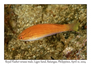 1155#0035 Paracheilinus angulatus - Royal Flasher-wrasse, Ligpo Sand, Batangas, Philippines, April 10, 2004