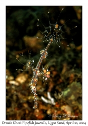 1155#0053 Solenostomus paradoxus - Ornate Ghost Pipefish juv, Ligpo Sand, Batangas, Philippines, April 10, 2004