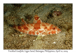1155#0057 Upeneus tragula - Freckled Goatfish, Ligpo Sand, Batangas, Philippines, April 10, 2004