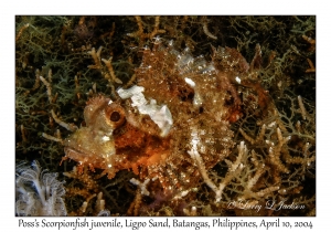 1155#0058 Scorpaenopsis possi - Poss's Scorpionfish juv, Ligpo Sand, Batangas, Philippines, April 10, 2004