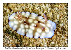 1155#0075 Goniobranchus hintuanensis - Bus Stop Goniobranchus, Ligpo Sand, Batangas, Philippines, April 10, 2004