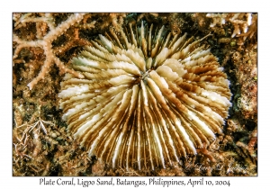1155#0076 Fungia corona - Plate Coral, Ligpo Sand, Batangas, Philippines, April 10, 2004