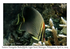 1155#0092 Chaetodon baronessa - Eastern Triangular Butterflyfish, Ligpo Sand, Batangas, Philippines, April 10, 2004