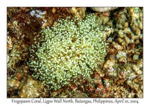 1156#0137 Euphyllia divisa - Frogspawn Coral, Ligpo Wall North, Batangas, Philippines, April 10, 2004