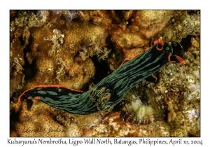 1156#0159 Nembrotha kubaryana - Kubaryana's Nembrotha, Ligpo Wall North, Batangas, Philippines, April 10, 2004