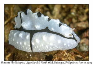 1157#0215 Phyllidiopsis shireenae - Shireen's Phyllidiopsis, Ligpo Sand & North Wall, Batangas, Philippines, April 10, 2004