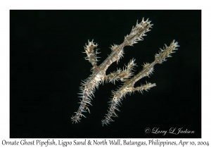 1157#0224 Solenostomus paradoxus - Ornate Ghost Pipefish, Ligpo Sand & North Wall, Batangas, Philippines, April 10, 2004