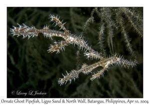 1157#0239 Solenostomus paradoxus - Ornate Ghost Pipefish, Ligpo Sand & North Wall, Batangas, Philippines, April 10, 2004