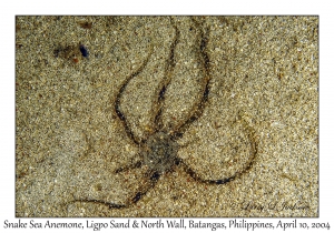1157#0246 Actinostephanus haeckeli - Snake Sea Anemone, Ligpo Sand & North Wall, Batangas, Philippines, April 10, 2004