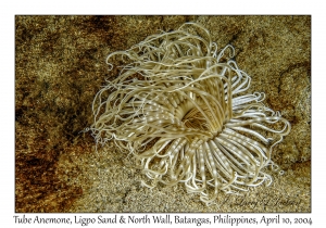 1157#0248 Cerianthus sp - Tube Anemone, Ligpo Sand & North Wall, Batangas, Philippines, April 10, 2004