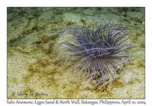 1157#0249 Cerianthus sp - Tube Anemone, Ligpo Sand & North Wall, Batangas, Philippines, April 10, 2004