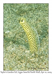 1157#0250 Heteroconger taylori - Taylor's Garden Eel, Ligpo Sand & North Wall, Batangas, Philippines, April 10, 2004