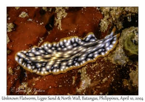 1157#0262 Pseudoceros sp - Unknown Flatworm, Ligpo Sand & North Wall, Batangas, Philippines, April 10, 2004
