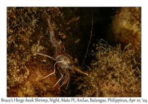 1158#0289 Rhynchocinetes brucei - Bruce's Hinge-beak Shrimp, Night, Mato Pt, Anilao, Batangas, Philippines, April 10, 2004