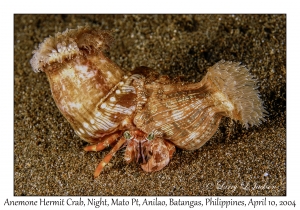 1158#0300 Dardanus pedunculatus - Anemone Hermit Crab, Night, Mato Pt, Anilao, Batangas, Philippines, April 10, 2004