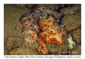 1158#0308 Octopus cyanea - Day Octopus, Night, Mato Pt, Anilao, Batangas, Philippines, April 10, 2004