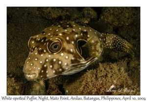 1158#0313 Arothron hispidus - White-spotted Puffer, Night, Mato Pt, Anilao, Batangas, Philippines, April 10, 2004