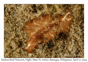 1158#0319 Maiazoon sp - Undescribed Flatworm, Night, Mato Pt, Anilao, Batangas, Philippines, April 10, 2004