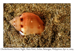 1158#0331 Phalium areola - Checkerboard Helmet, Night, Mato Pt, Anilao, Batangas, Philippines, April 10, 2004