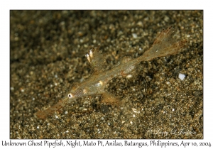 1158#0332 Solenostomus sp - Unknown Ghost Pipefish, Night, Mato Pt, Anilao, Batangas, Philippines, April 10, 2004
