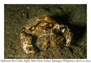 1158#0364 Calappa sp - Unknown Box Crab, Night, Mato Pt, Anilao, Batangas, Philippines, April 10, 2004
