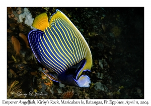 1159#0003 Pomacanthus imperator - Emperor Angelfish, Kirby's Rock, Maricaban Is, Batangas, Philippines, April 11, 2004
