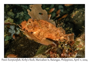 1159#0005 Scorpaenopsis possi - Poss's Scorpionfish, Kirby's Rock, Maricaban Is, Batangas, Philippines, April 11, 2004