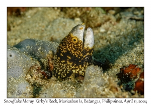 1159#0007 Echidna nebulosa - Snowflake Moray, Kirby's Rock, Maricaban Is, Batangas, Philippines, April 11, 2004
