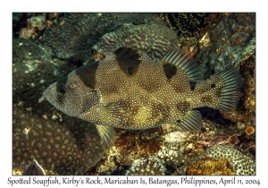 1159#0019 Pogonoperca punctata - Spotted Soapfish, Kirby's Rock, Maricaban Is, Batangas, Philippines, April 11, 2004