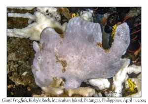 1159#0024 Antennarius commerson - Giant Frogfish, Kirby's Rock, Maricaban Is, Batangas, Philippines, April 11, 2004