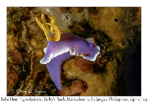 1160#0116 Hypselodoris apolegma - Robe Hem Hypselodoris, Kirby's Rock, Maricaban Is, Batangas, Philippines, April 11, 2004