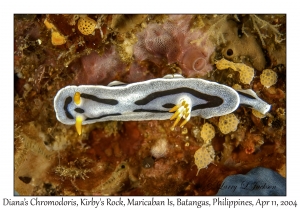 1160#0127 Chromodoris dianae - Diana's Chromodoris, Kirby's Rock, Maricaban Is, Batangas, Philippines, April 11, 2004